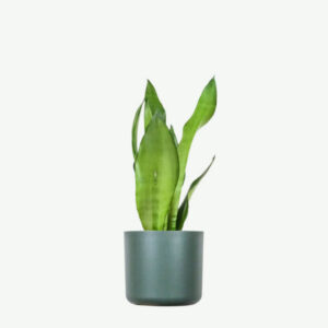 Euphorbia Ingens
