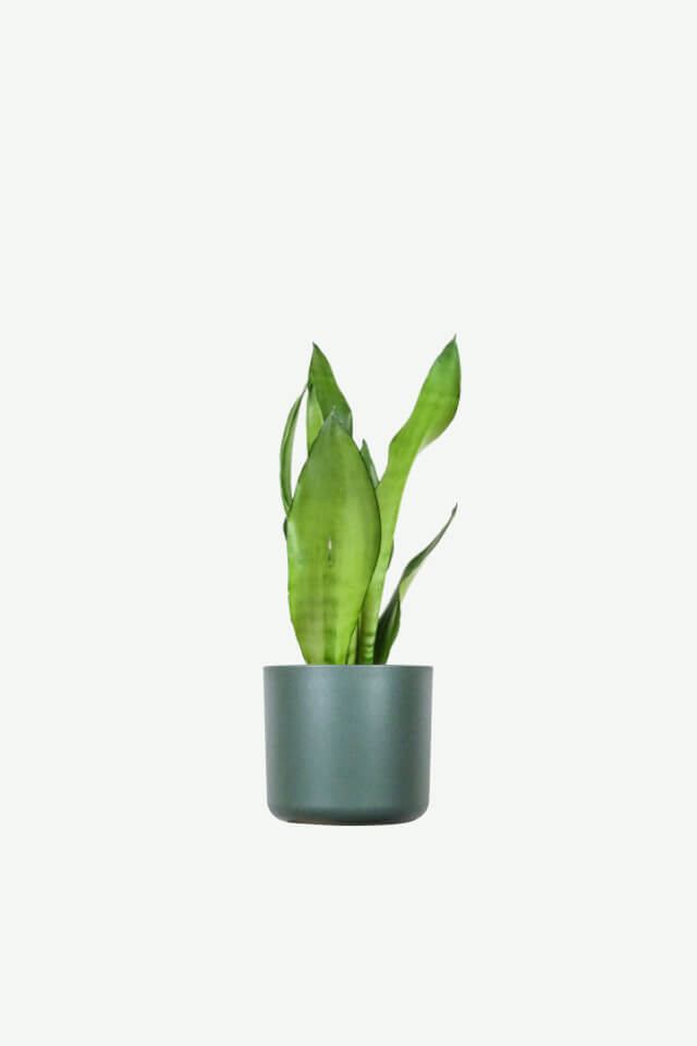 Euphorbia Ingens
