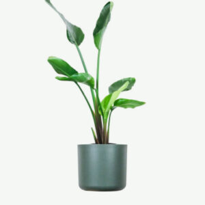 Pilea Peperomioides