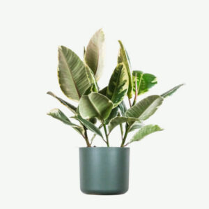 Monstera Deliciosa