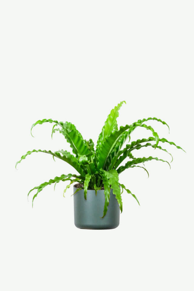 Spathiphyllum