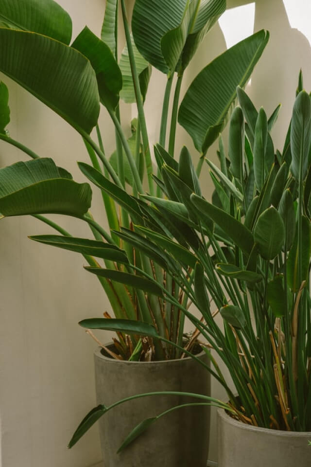 Spathiphyllum — изображение 2