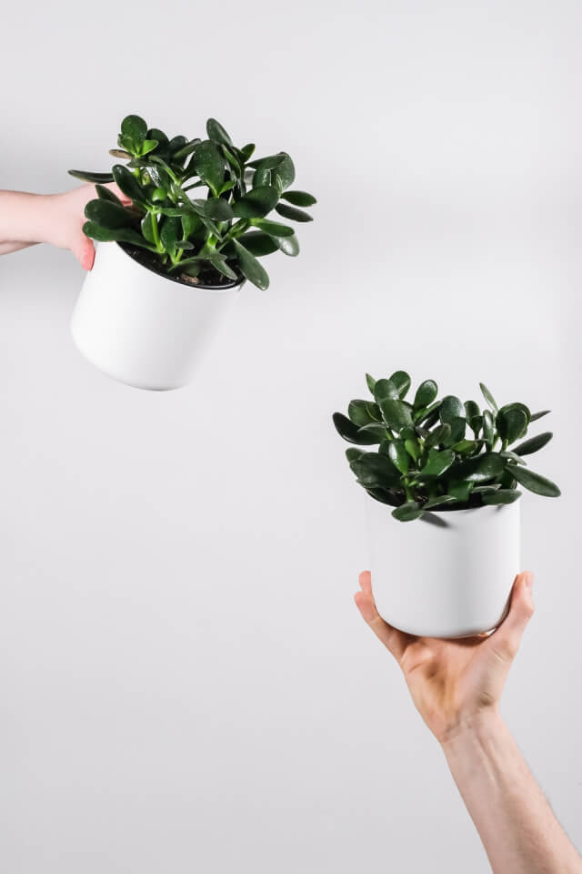 Ficus Decora Burgundy — изображение 2
