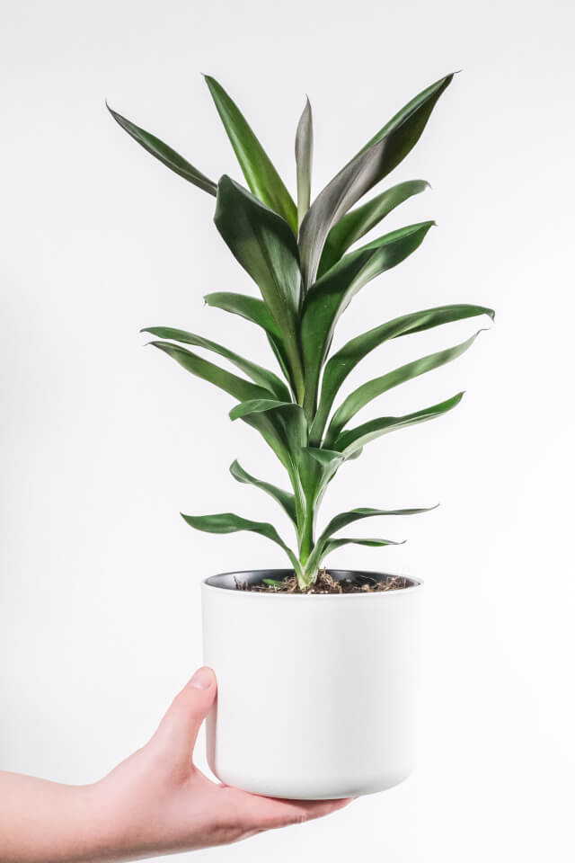 Dracaena Lisa — изображение 2