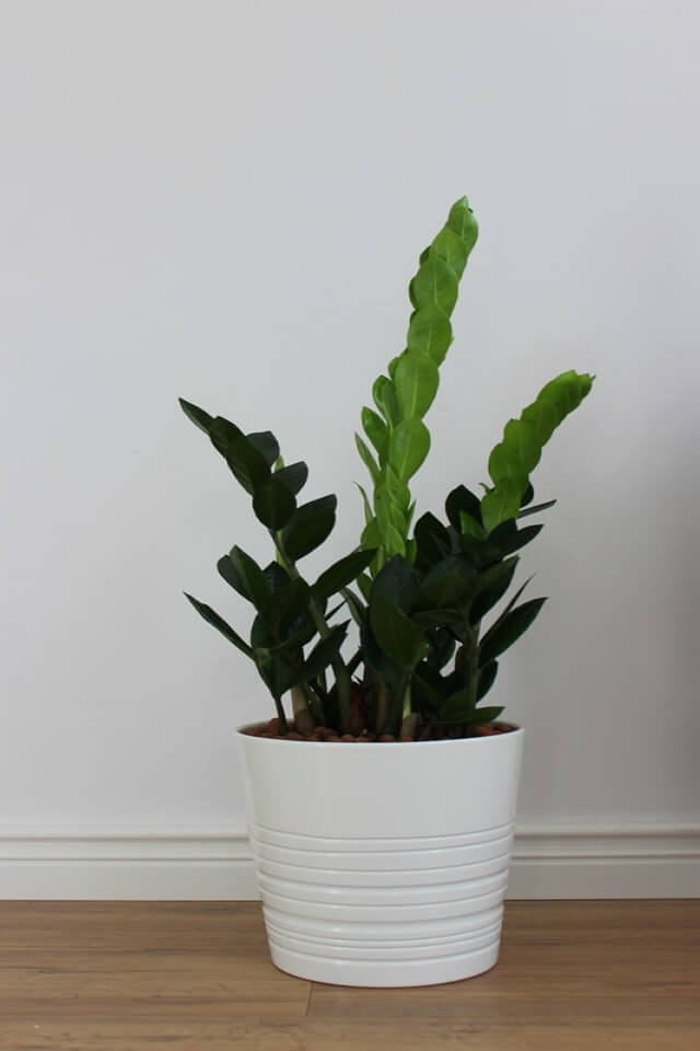 Zz Plants — изображение 2
