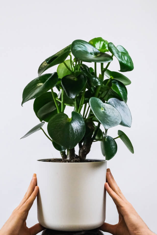 Ficus Decora Cabernet — изображение 2