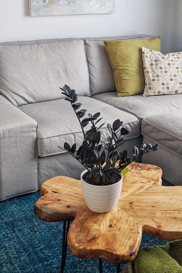 Calathea Rufibarba — изображение 2