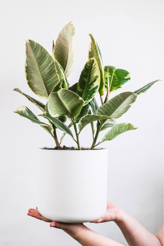 Calathea Beauty Star — изображение 2