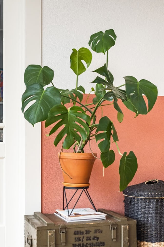 Monstera Deliciosa — изображение 2