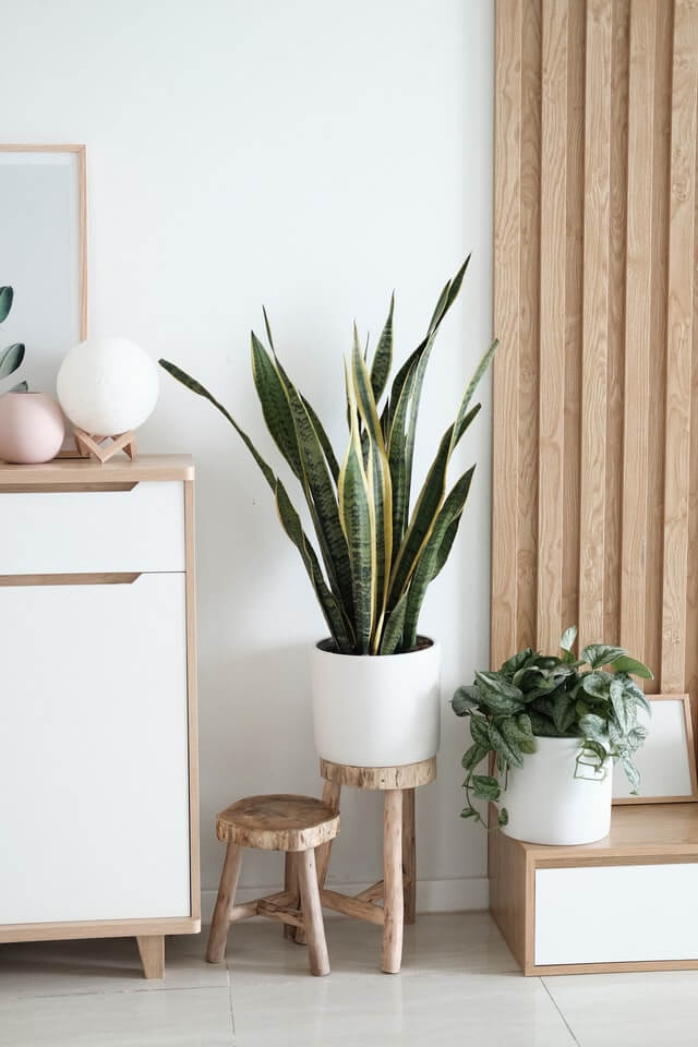 Sansevieria Golden Flame — изображение 2